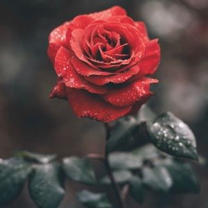 Meet your Posher, Delaney